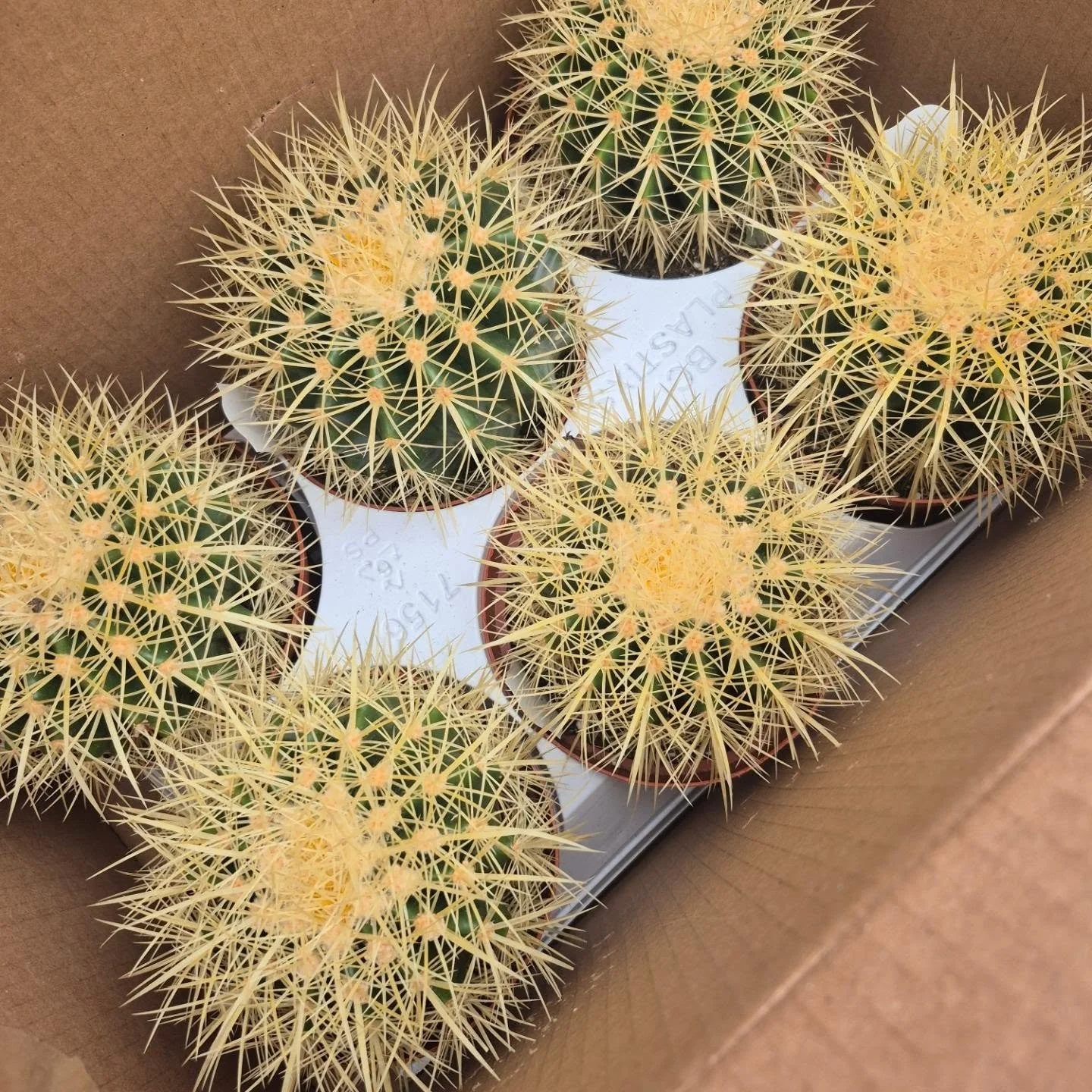 People (me) did get hurt and blood (mine) was spilled 🙂 trying to get these gorgeous cacti out of its box 😉
Enjoy this sunny evening and see you back tomorrow 11 to 4
#deherdtgardens 
#coffeeshop 
#cacti
