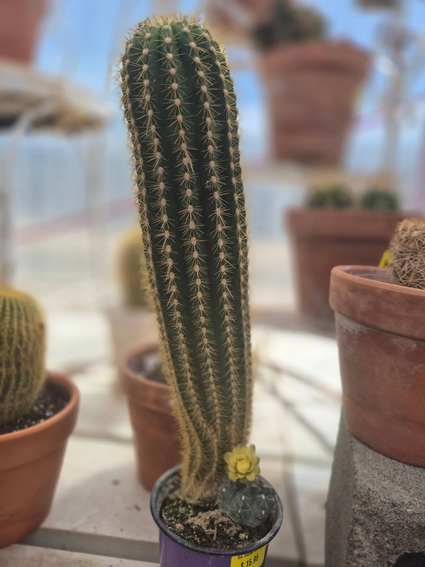 We have cacti in all different sizes 🙂 open today 11 to 4
#deherdtgardens 
#coffeeshop 
#cacti 
#plantsmakepeoplehappy