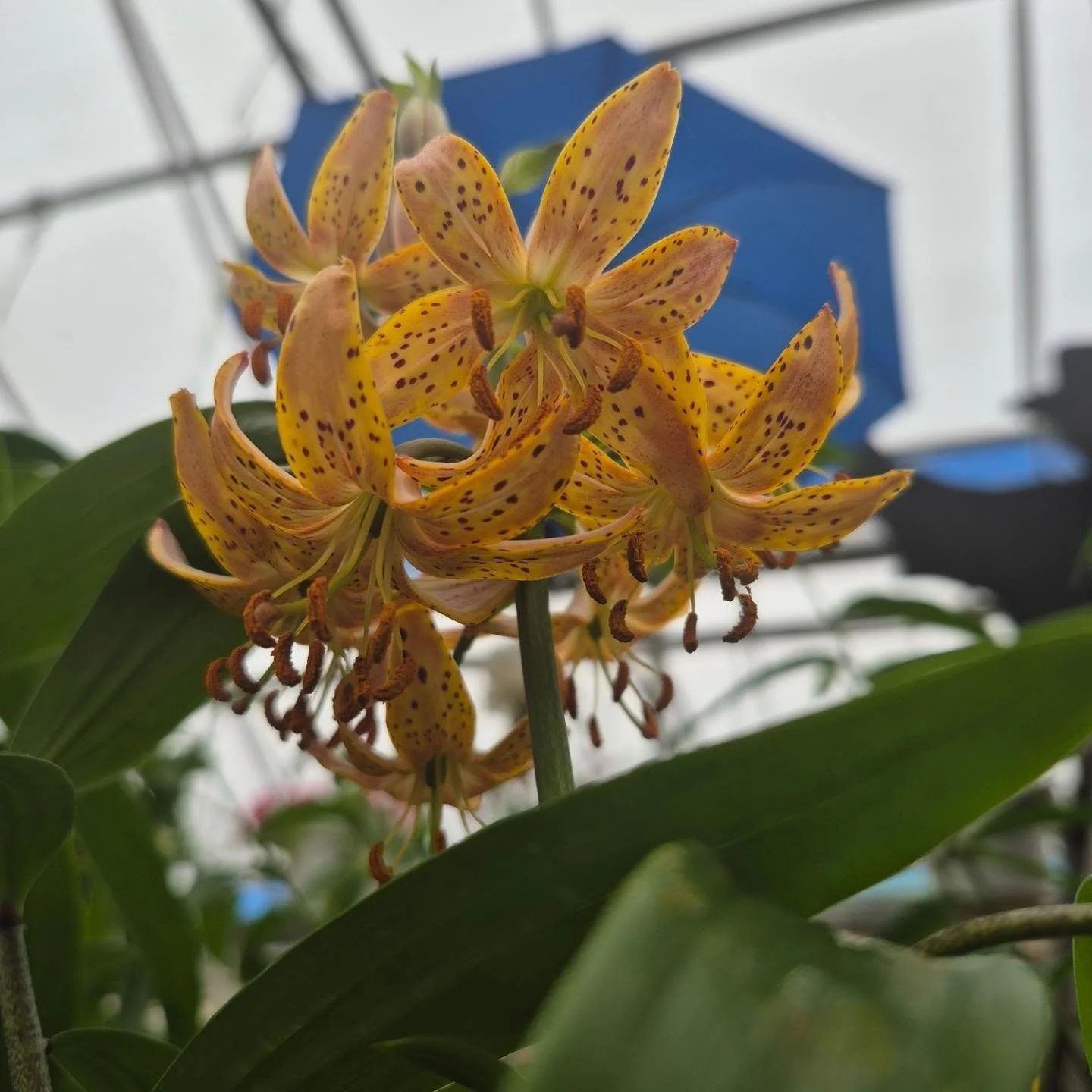 Come and see how they could look in your garden 😉
Open today 12 to 6
#deherdtgardens 
#coffeeshop 
#lilies
