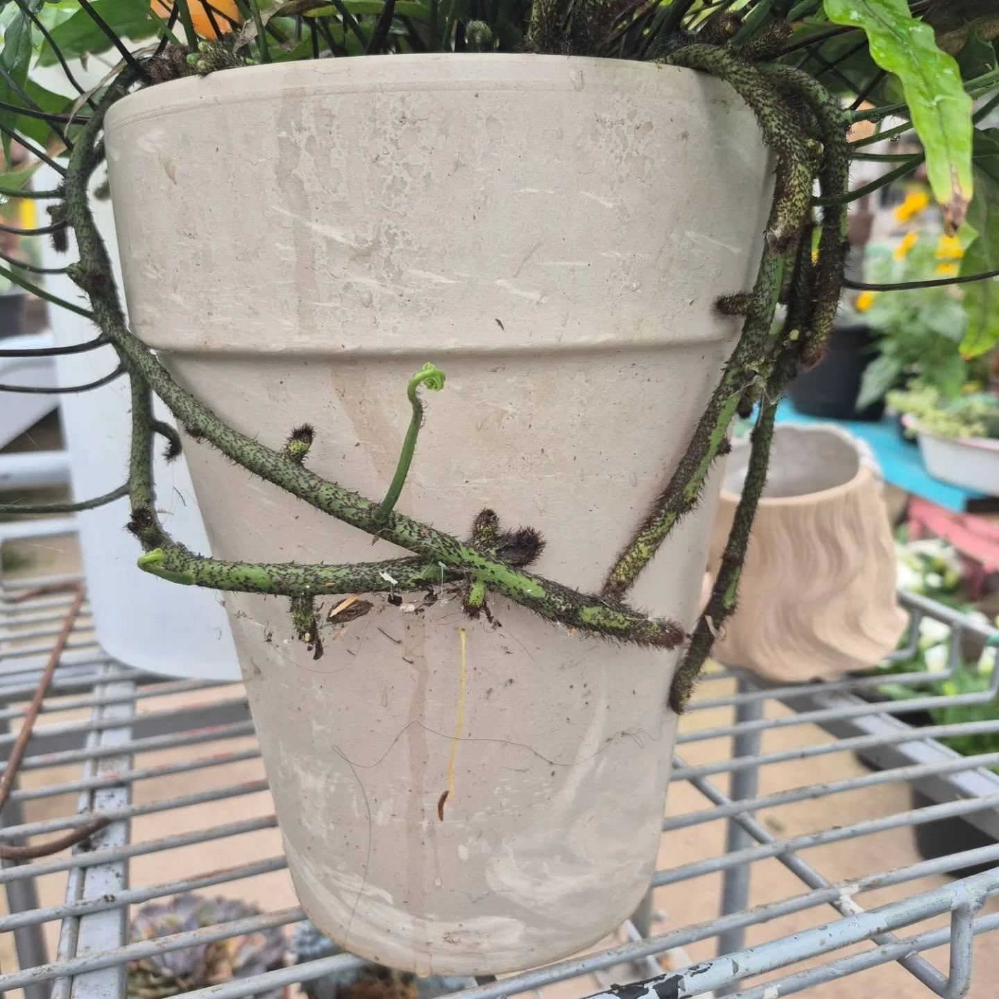 If today would be "hug a pot" day, this Kangooroo fern would have it right 🙂 open 9 to 6
#deherdtgardens 
#coffeeshop 
#plantsmakepeoplehappy