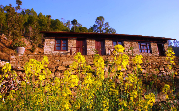 Rustic stone house on a hillside surrounded by bright yellow flowers with trees and blue sky in the background