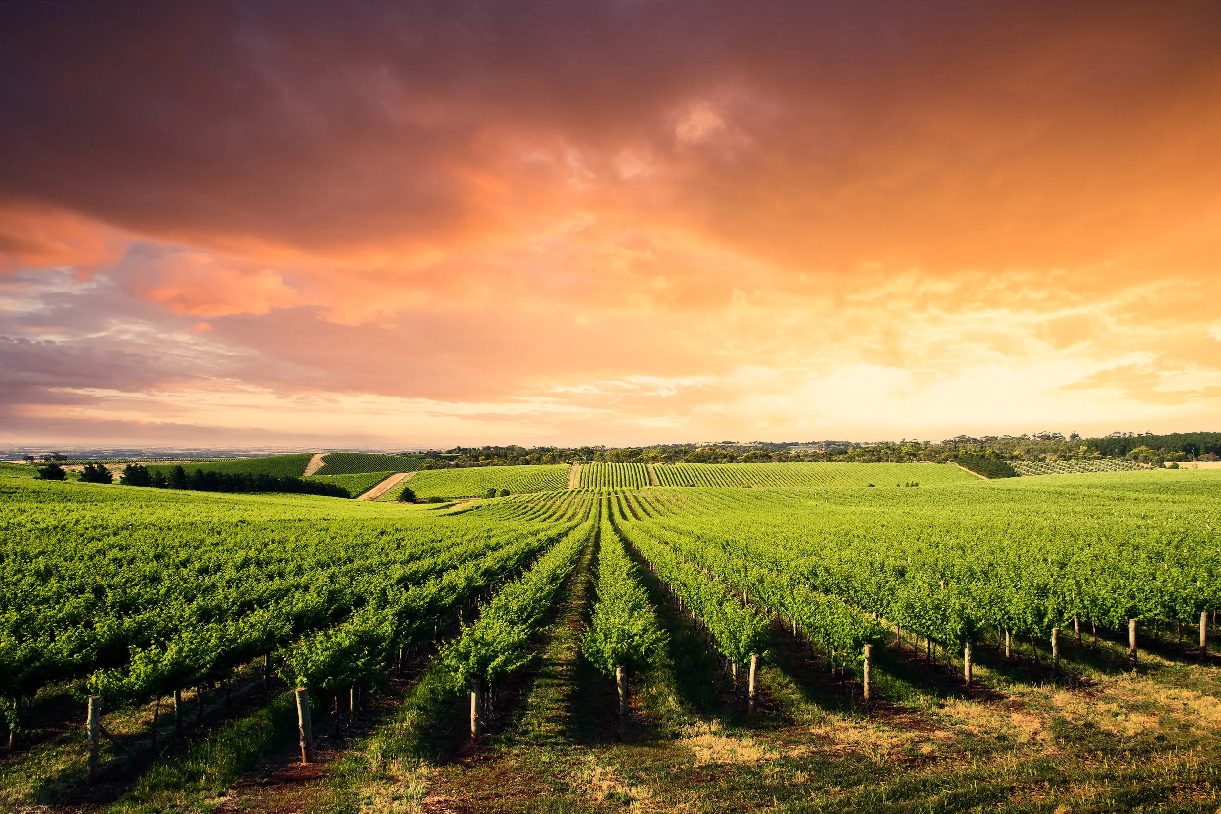 Best Wine Spots In Australia
