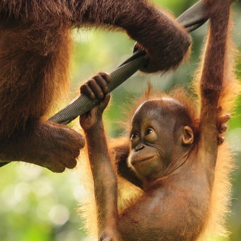 MTM-Borneo-Orangutan.jpg