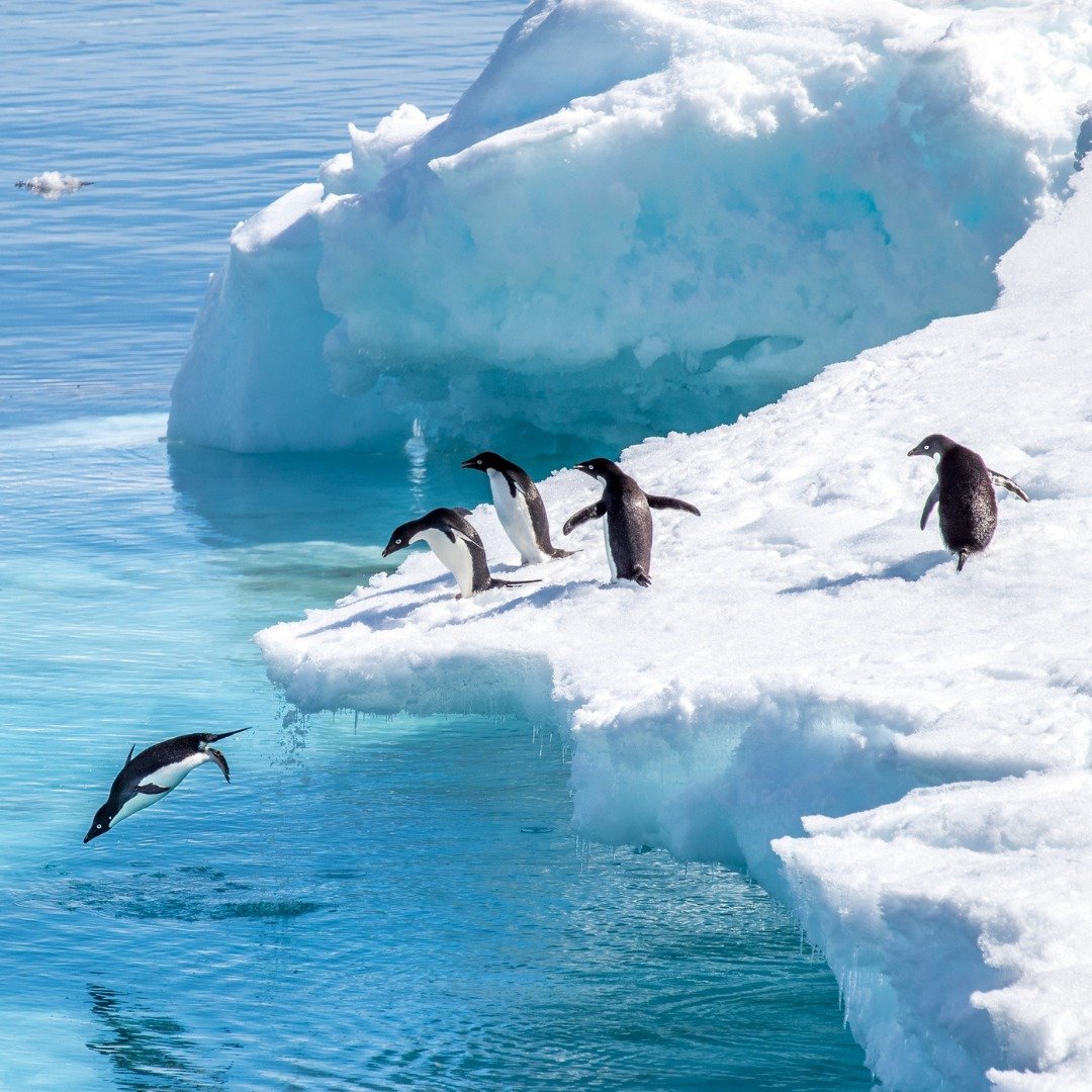 Antarctica in Depth

Antarctica is the kind of place that resets your sense of scale. This premium expedition cruise is designed for travellers who want the real polar experience, paired with ultra luxe comfort from start to finish, returning to Buen
