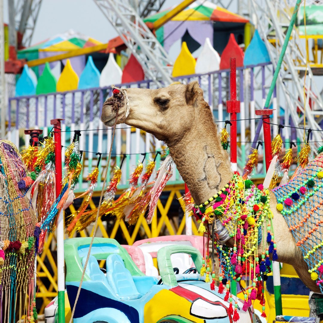 🇮🇳 Colours of Rajasthan: Pushkar Festival

Rajasthan dazzles with iconic cities, ancient forts, desert landscapes, and the unforgettable Taj Mahal. On this Premium, fully escorted small group journey, you will also experience the colour and energy 