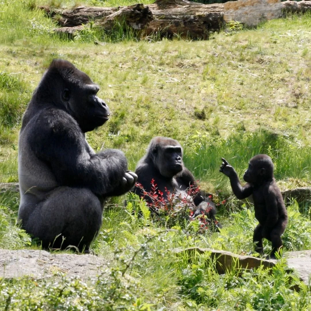 Mountain Gorilla Safari, Tanzania, Zanzibar &amp; Rwanda

Experience an extraordinary African journey combining unforgettable wildlife encounters, spectacular landscapes and tropical island relaxation.

Travel through Tanzania&rsquo;s renowned safari