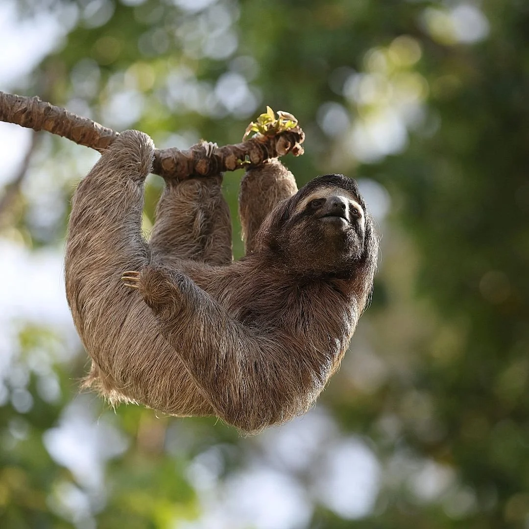 Sunday Trivia 🌿

Did you know Costa Rica is home to around 5% of the world&rsquo;s biodiversity?

Despite its relatively small size, the country is packed with extraordinary wildlife, lush rainforests, volcanic landscapes and protected natural areas