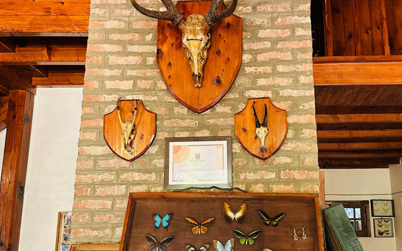 Rustic interior wall with mounted antlers and framed butterfly displays on a brick background
