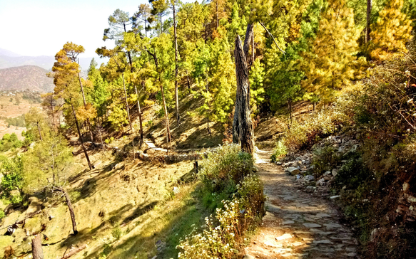 nepal-himalayan-forest-walking-trail.png (1).png