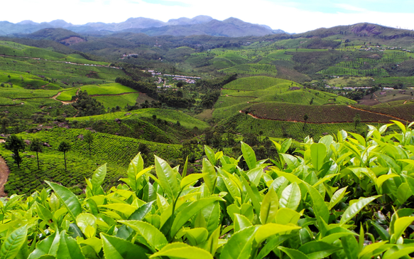 Panoramic view of Sri Lanka’s lush green tea plantations with rolling hills, vibrant tea leaves in the foreground, and misty mountain ranges stretching across the horizon.