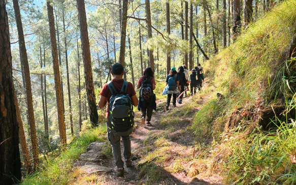 Pine Forest Trail in Uttarakhand, India.png