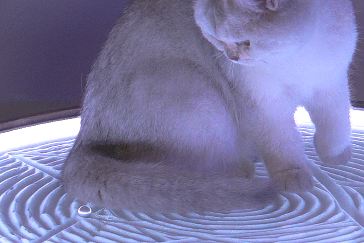 A young gray and white kitten sitting on a quilted surface inside a small enclosed space.