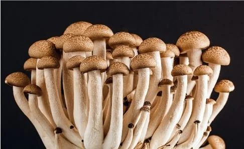 What Are The Benefits Of Mushrooms?