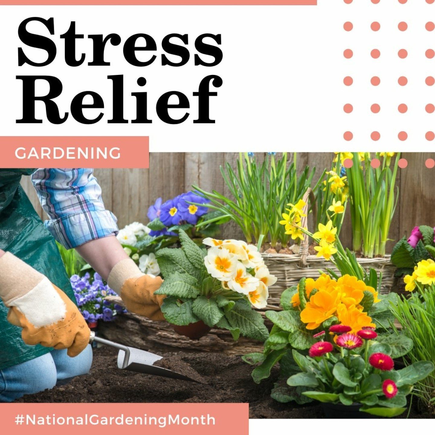 Cultivating Calm: Gardening for Stress Relief?

🍅Are you aware of the therapeutic benefits of gardening?

🍅Gardening is about more than just beautifying our outdoor spaces or growing our food. 

🍅It can be a stress management tool and promote over