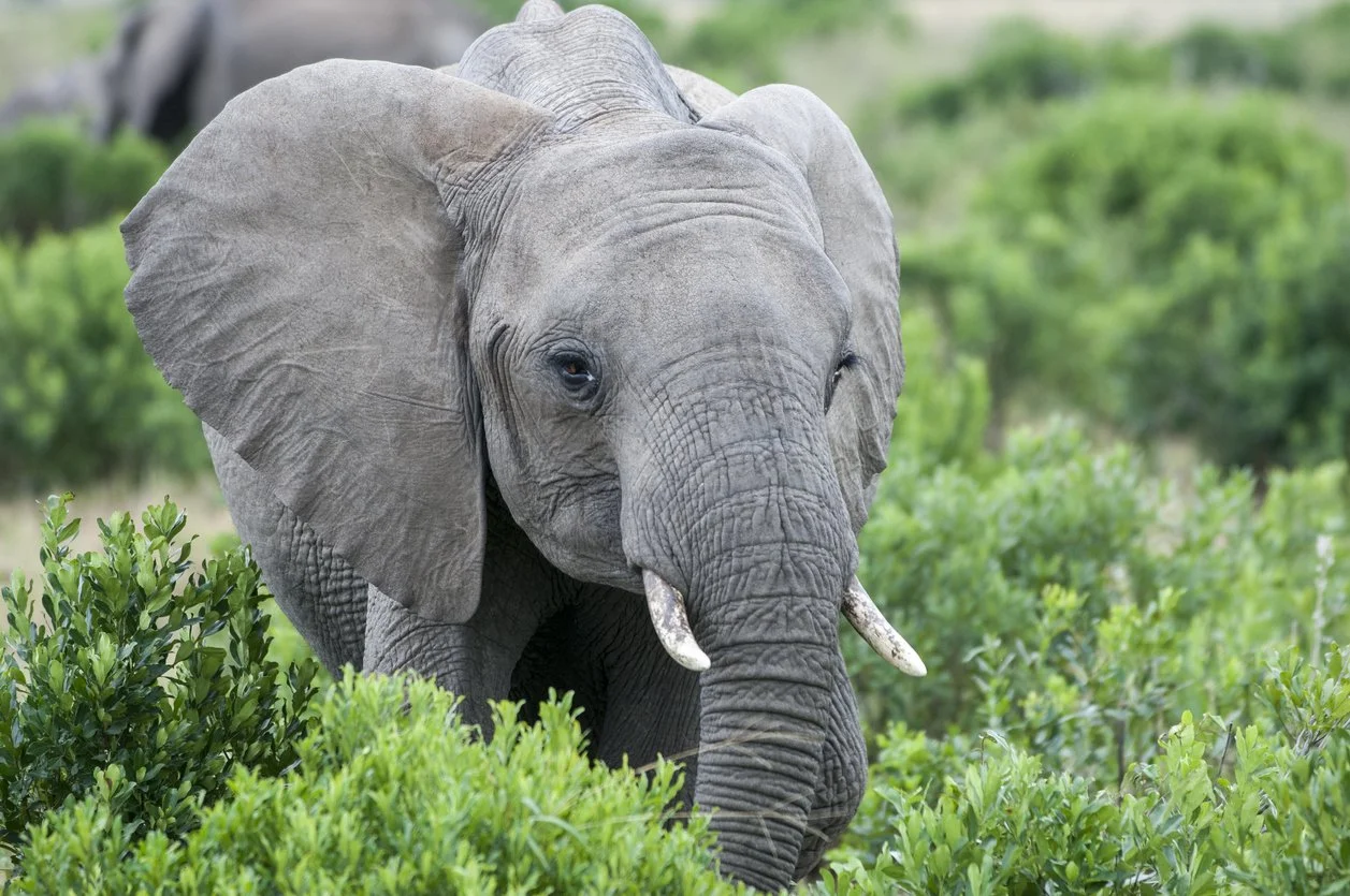 The Elephant in the Room:A Sacred Guide