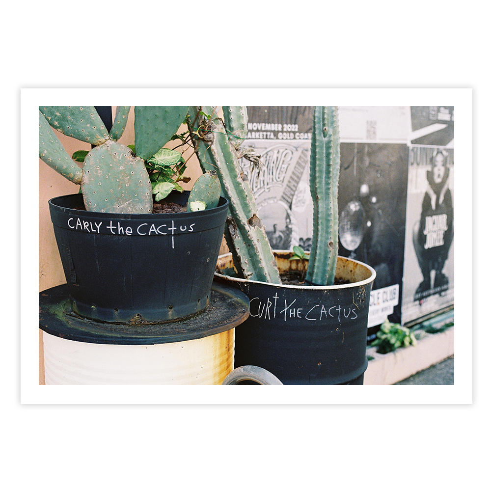 cactus urban wall art fine art film photography home decor