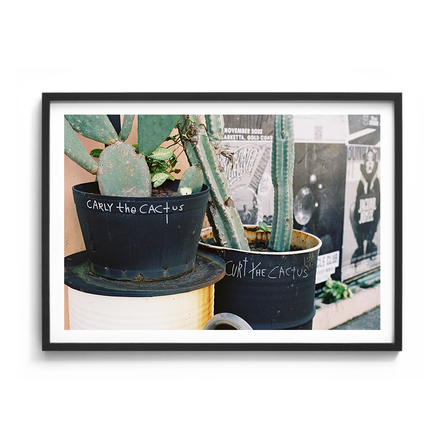 cactus urban wall art fine art film photography home decor
