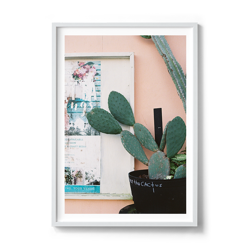 cactus fine art photo wall print photographer coastal