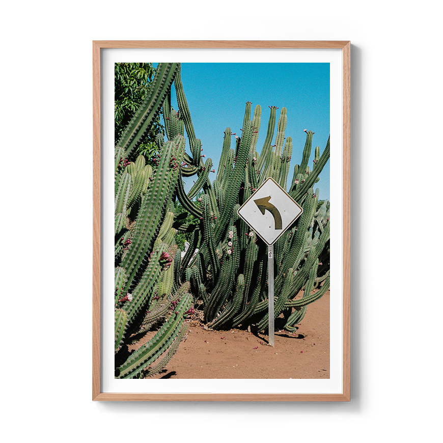 western australia cactus fine art film photography wall decor