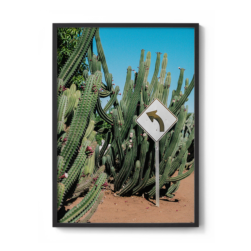 western australia cactus fine art film photography wall decor