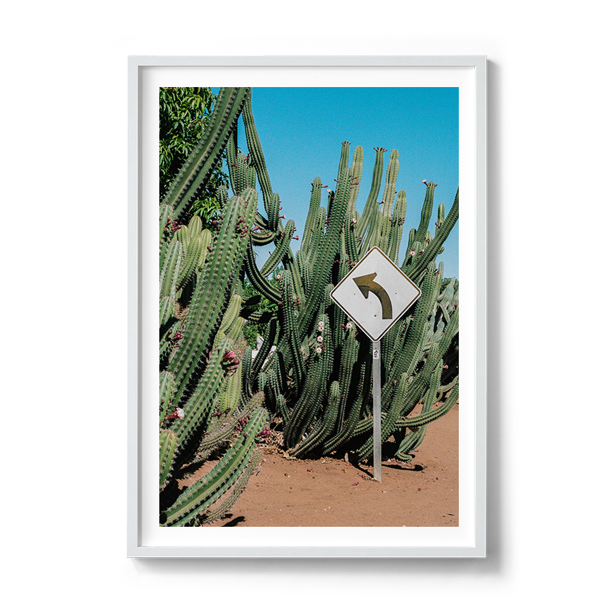 western australia cactus fine art film photography wall decor