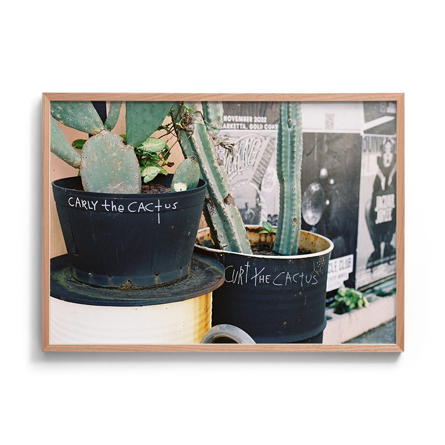 cactus urban wall art fine art film photography home decor