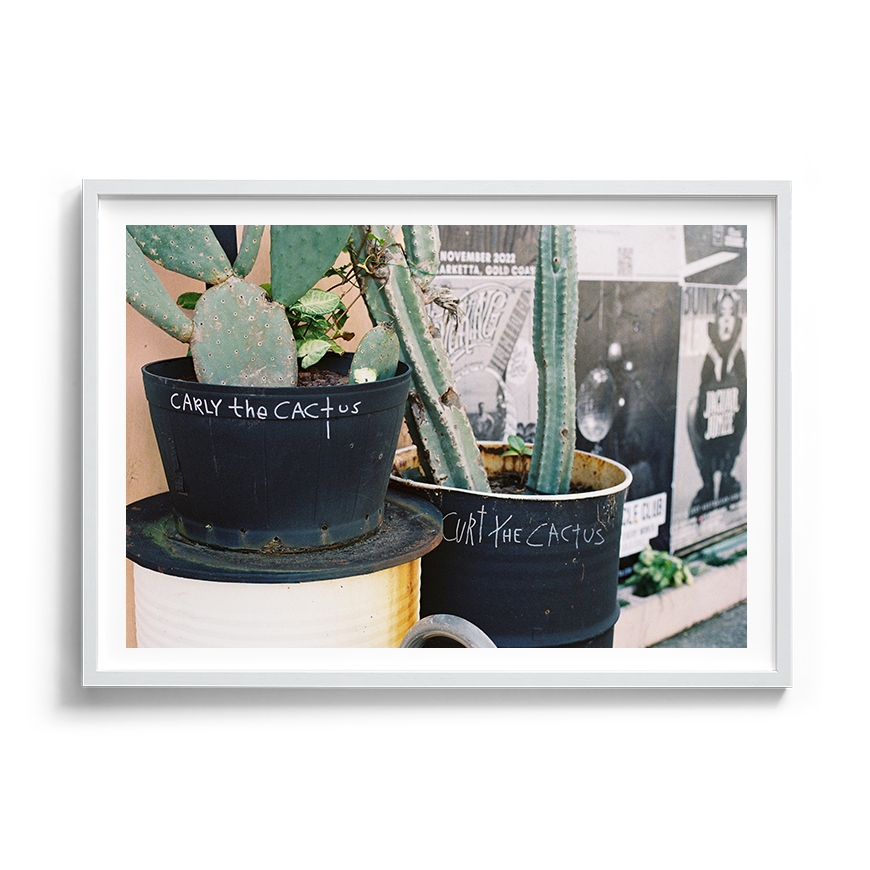 cactus urban wall art fine art film photography home decor
