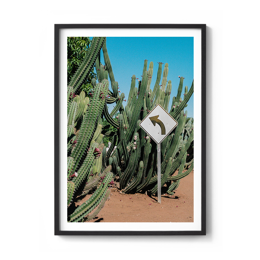 western australia cactus fine art film photography wall decor