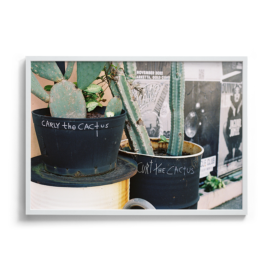 cactus urban wall art fine art film photography home decor