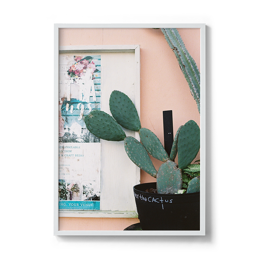 cactus fine art photo wall print photographer coastal