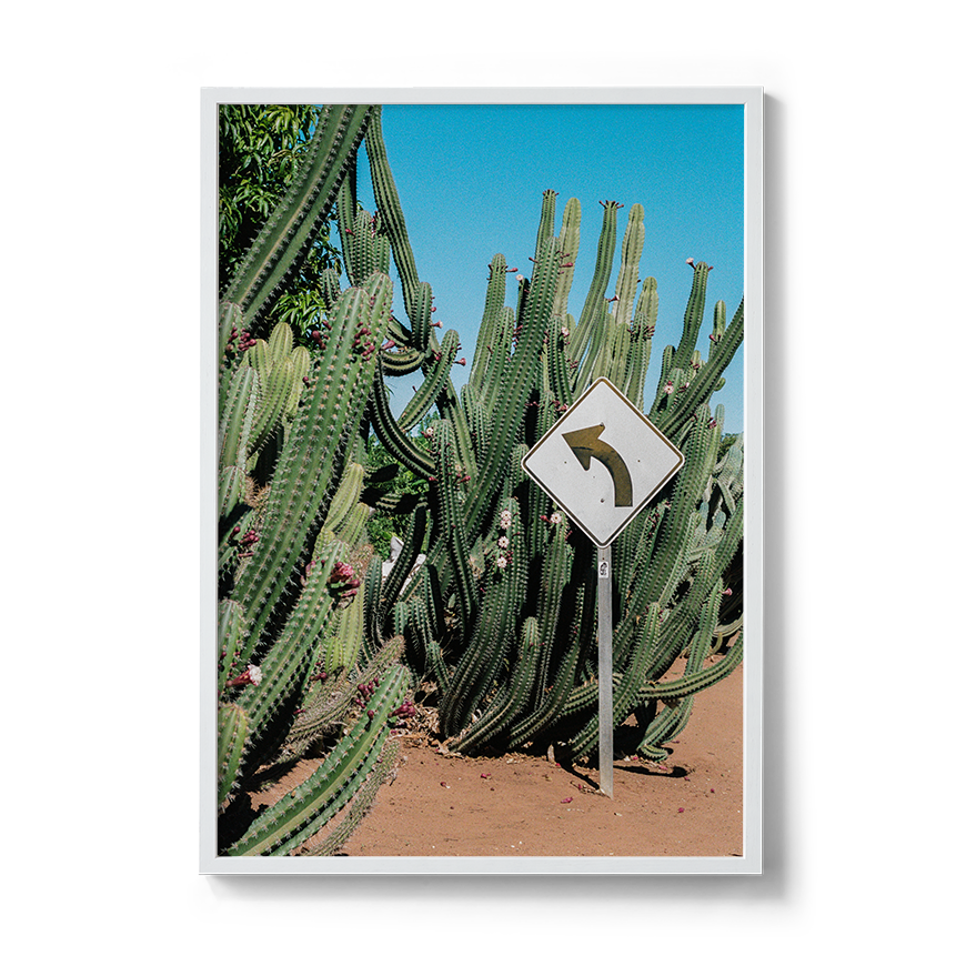 western australia cactus fine art film photography wall decor