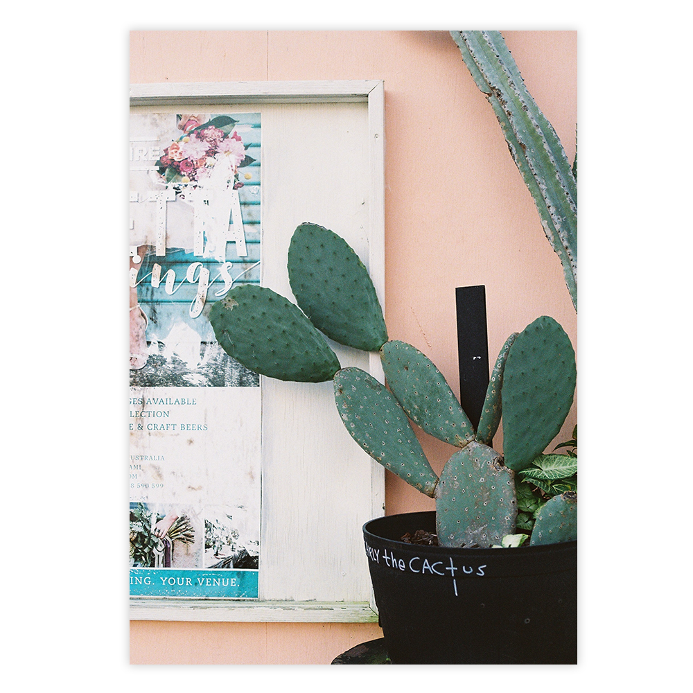 cactus fine art photo wall print photographer coastal