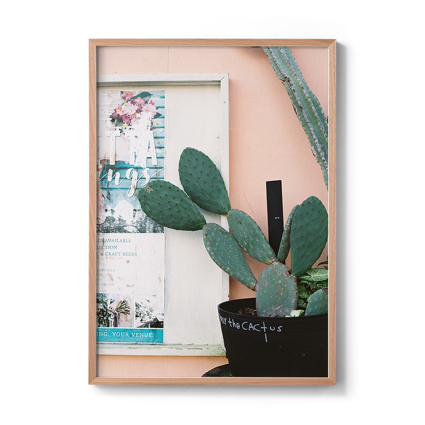 cactus fine art photo wall print photographer coastal