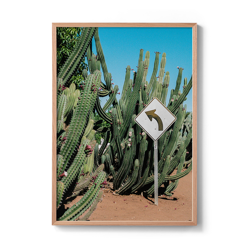 western australia cactus fine art film photography wall decor
