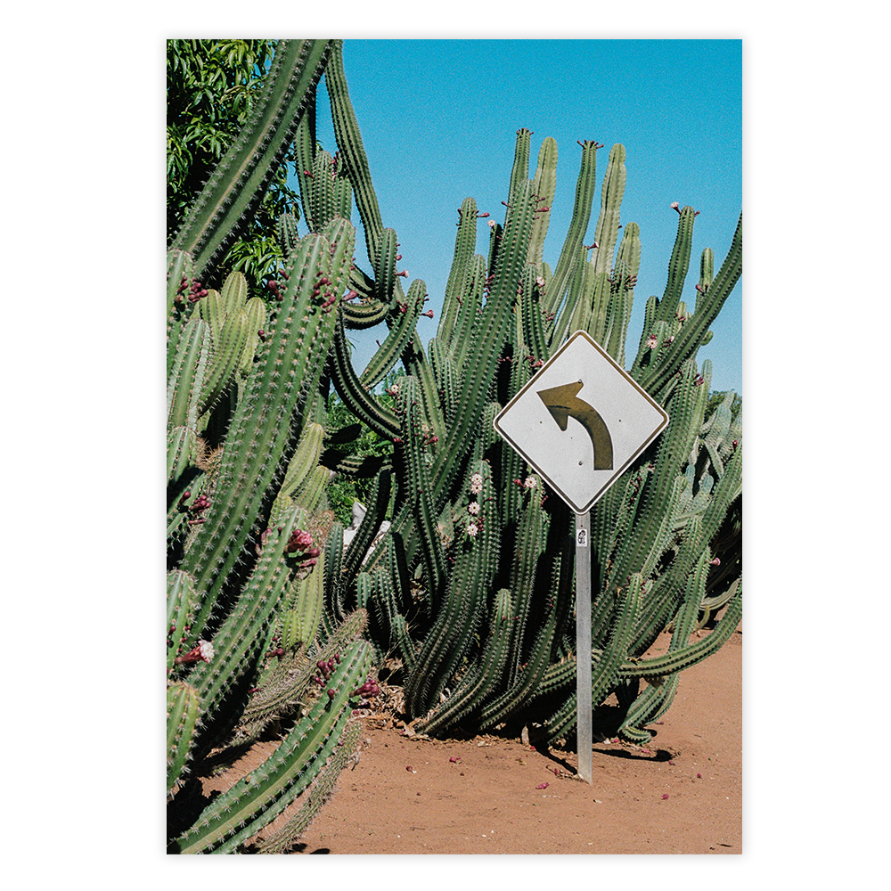 western australia cactus fine art film photography wall decor