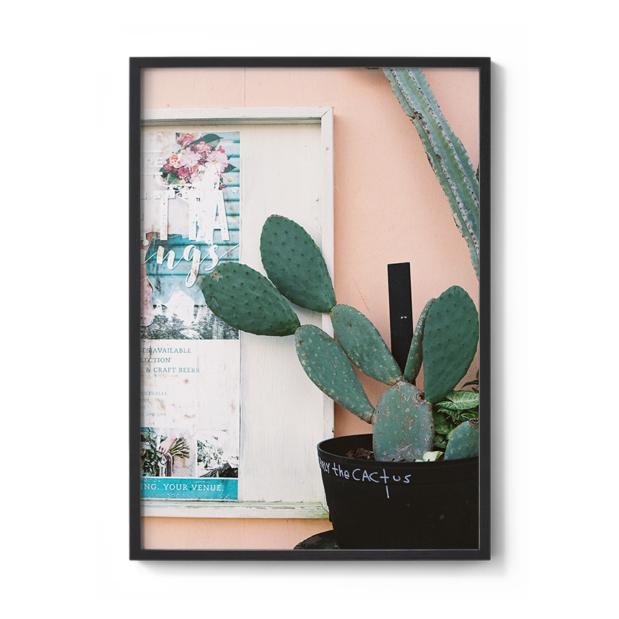 cactus fine art photo wall print photographer coastal