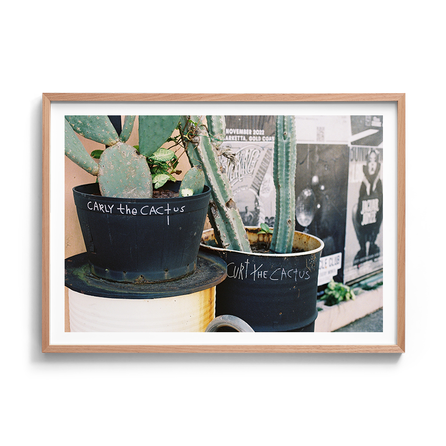 cactus urban wall art fine art film photography home decor