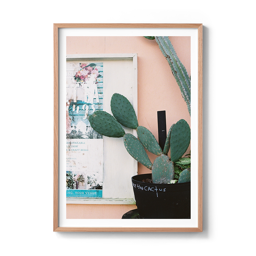 cactus fine art photo wall print photographer coastal
