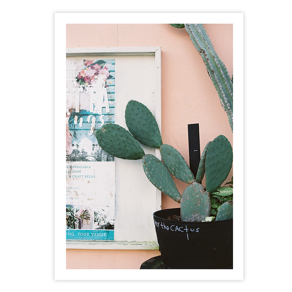 cactus fine art photo wall print photographer coastal