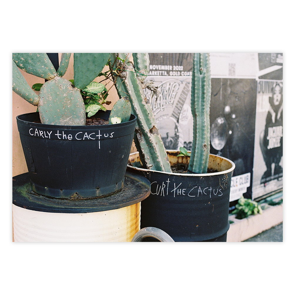 cactus urban wall art fine art film photography home decor