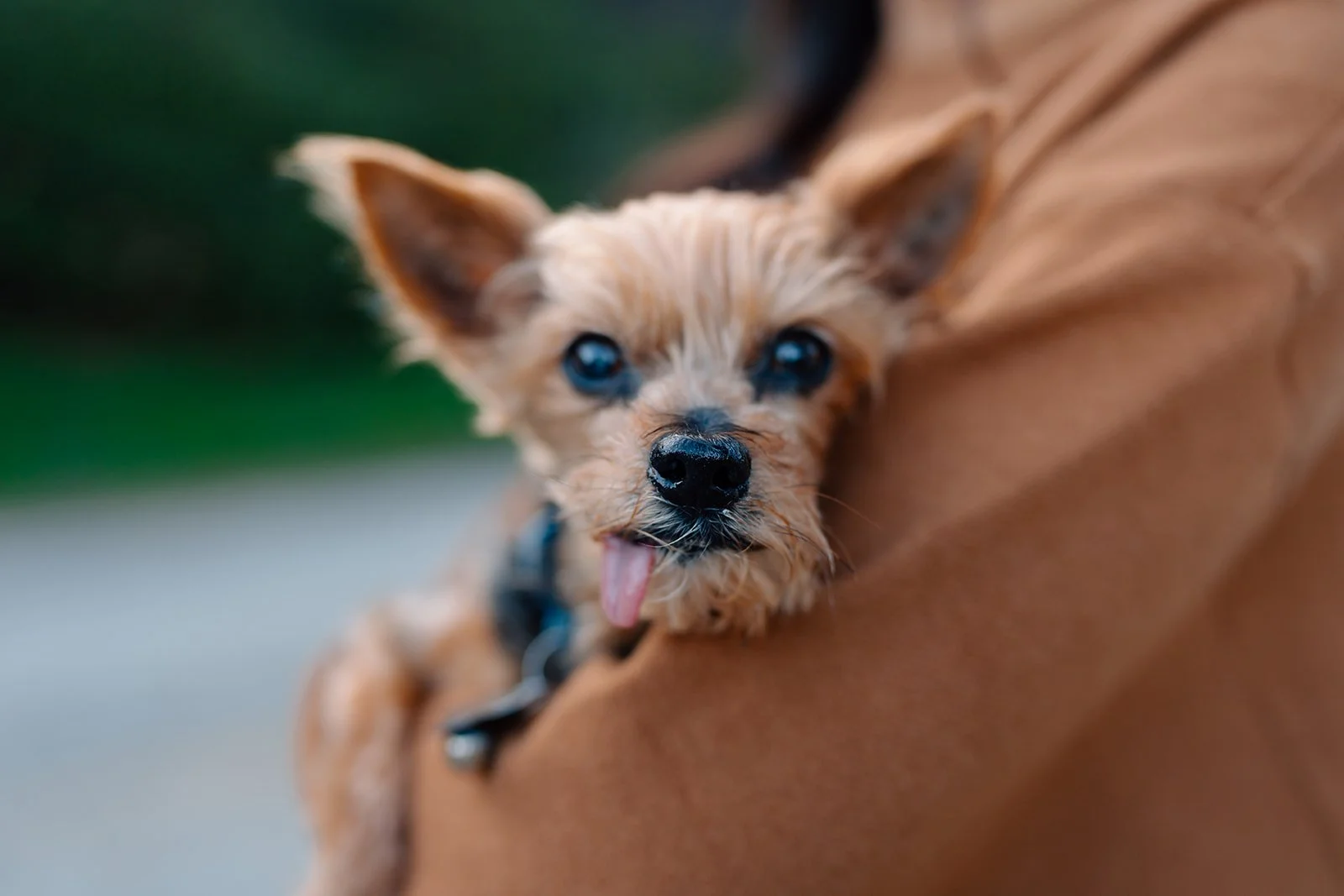 Iris + Sam_Engagement_Griffith Park_25.03.25_Melissa Rae Photography-8.jpg