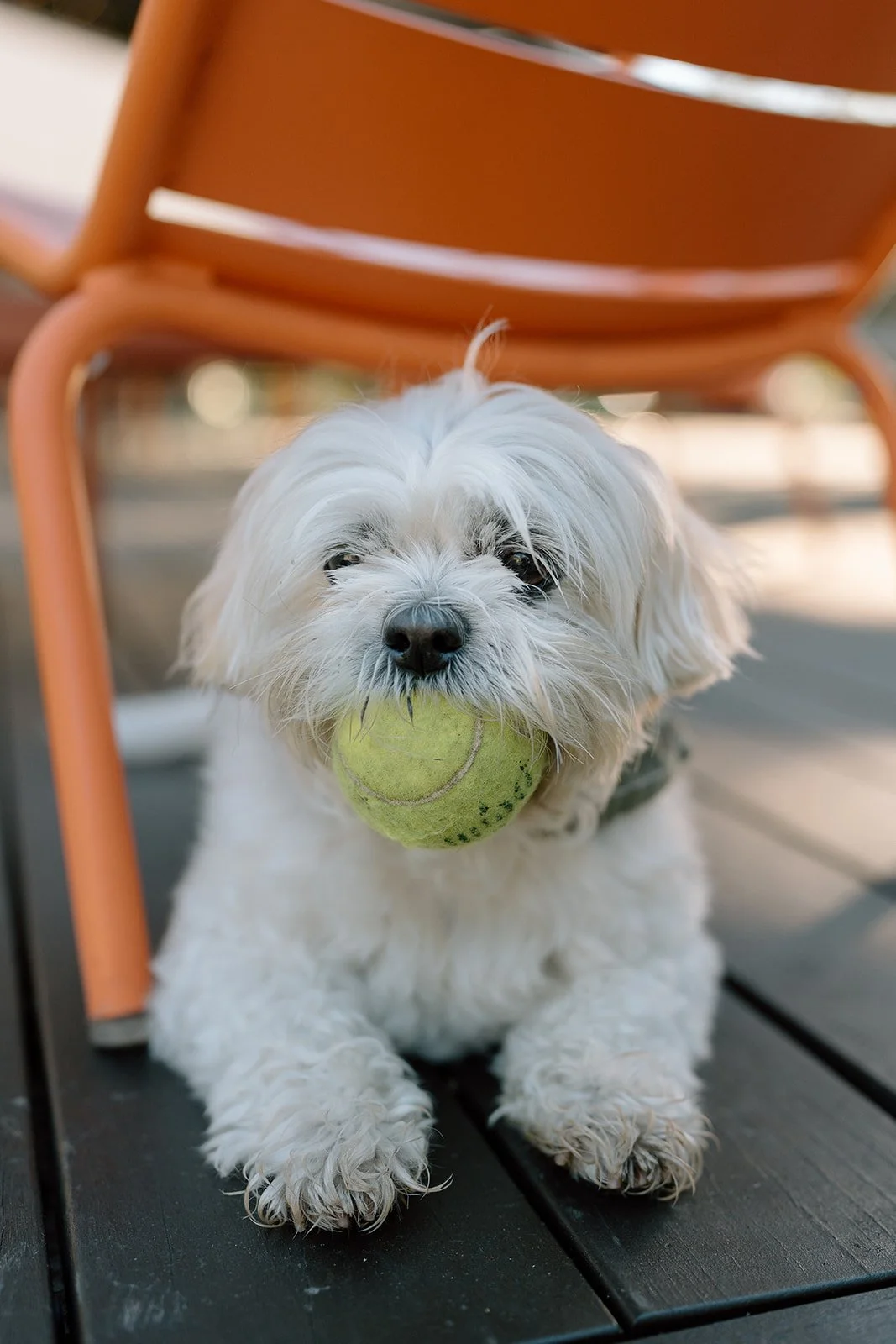 Amanda + Preston_Engagement_Santa Monica_25.11.23_Melissa Rae Photography-18.jpg