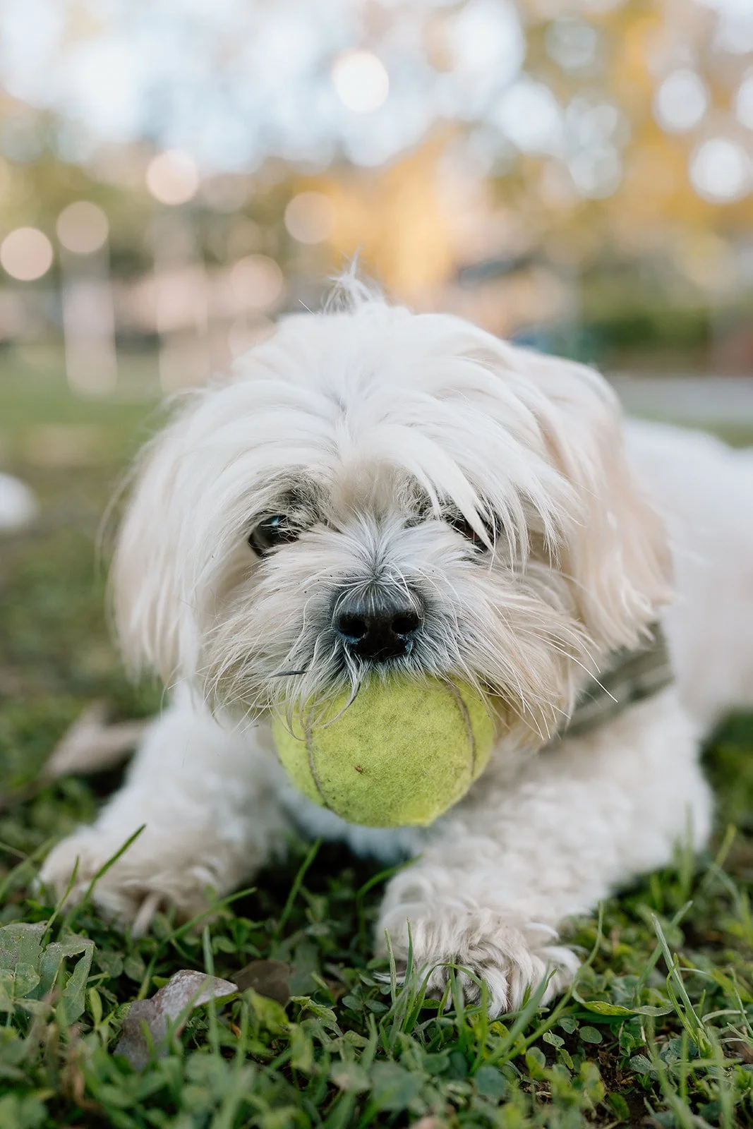 Amanda + Preston_Engagement_Santa Monica_25.11.23_Melissa Rae Photography-51.jpg