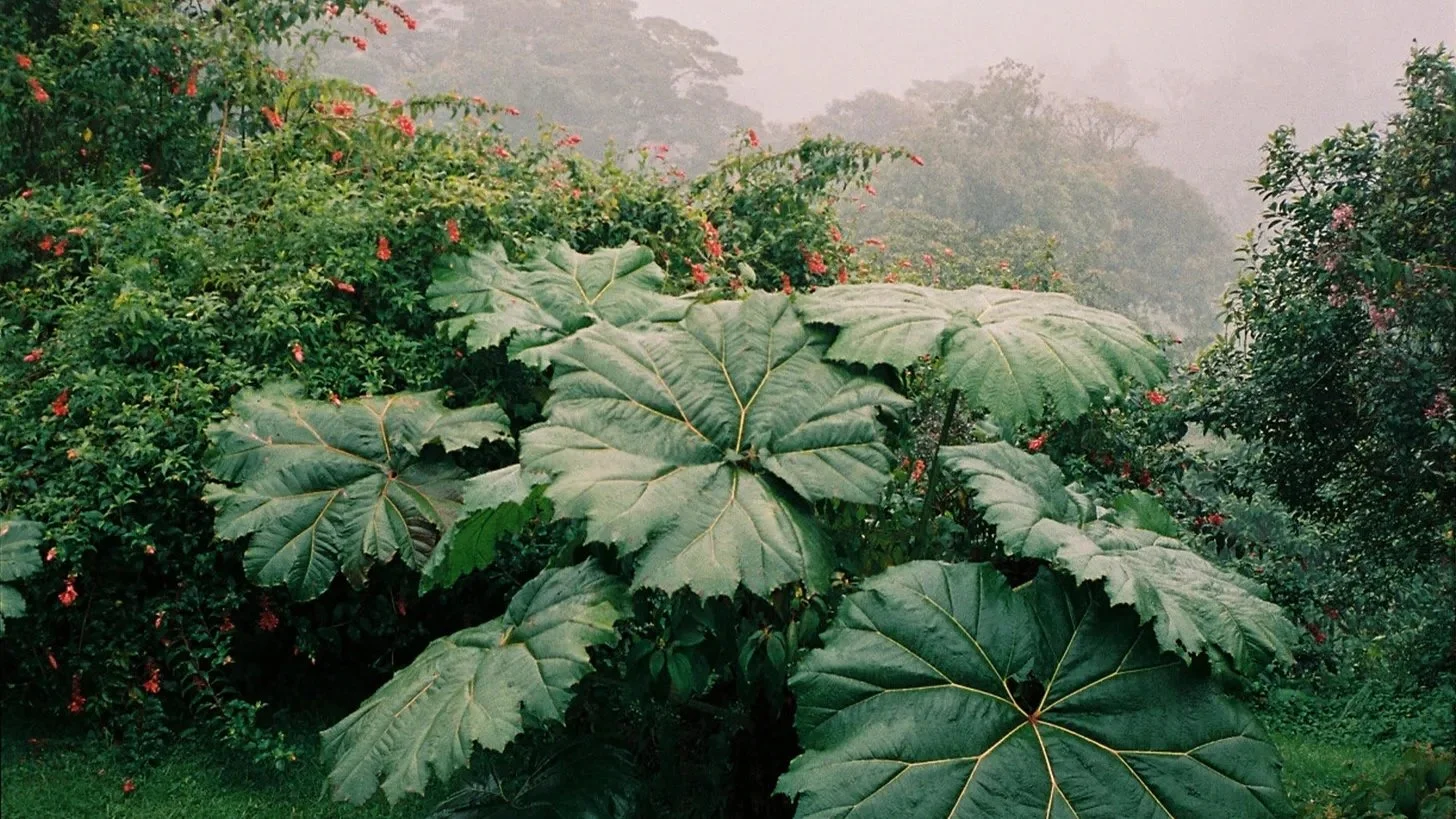 All flourishing is mutual