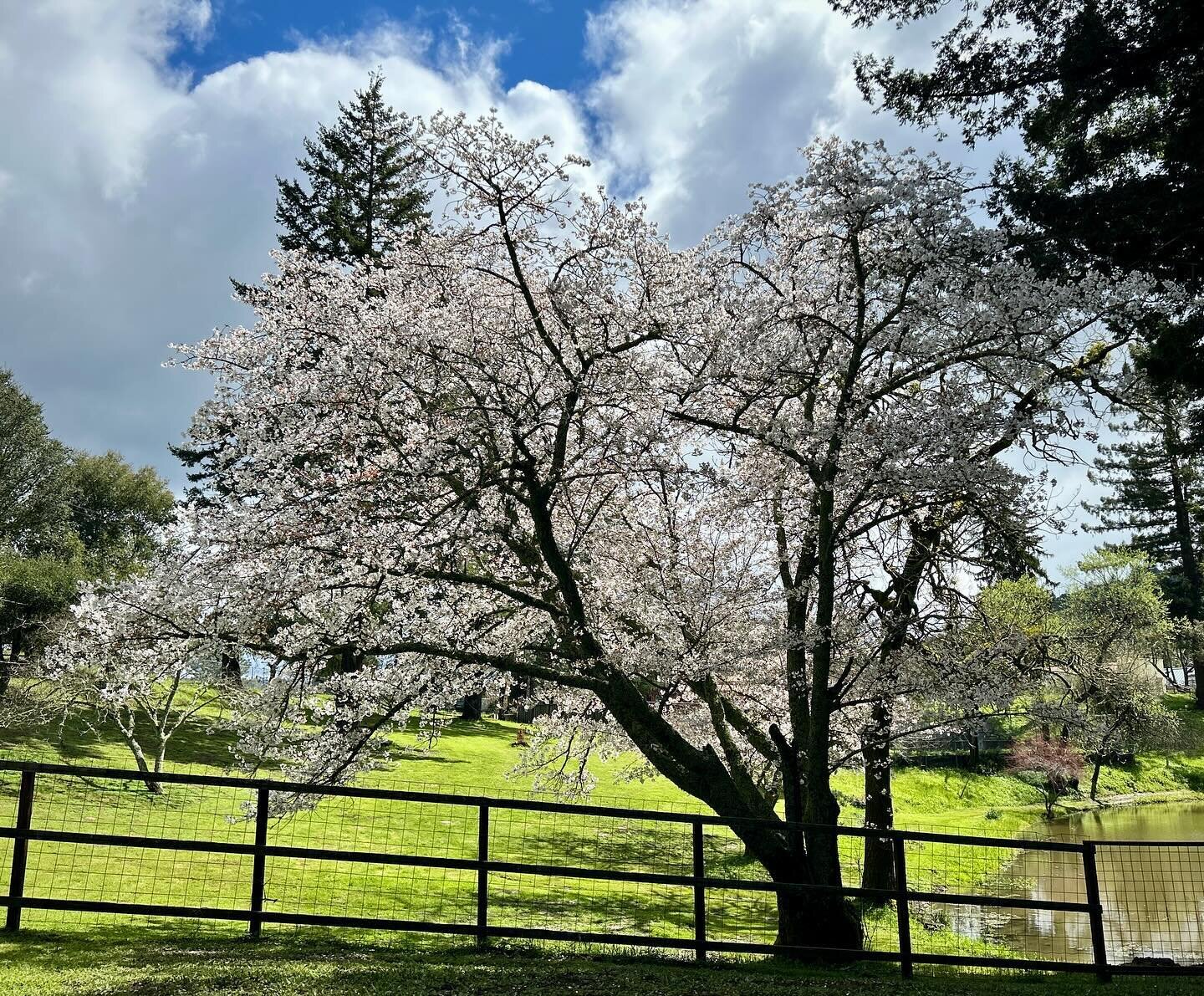 Spring is springing, sunny warm, rainy windy, clouds and bright blue sky. It&rsquo;s got all the drama, including blossoms on the trees&hellip; #springsprung #plumblossoms 
@evergreentaiji @sallychangtaiji
