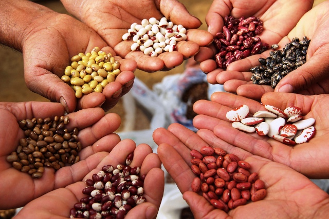 seeds.jpg