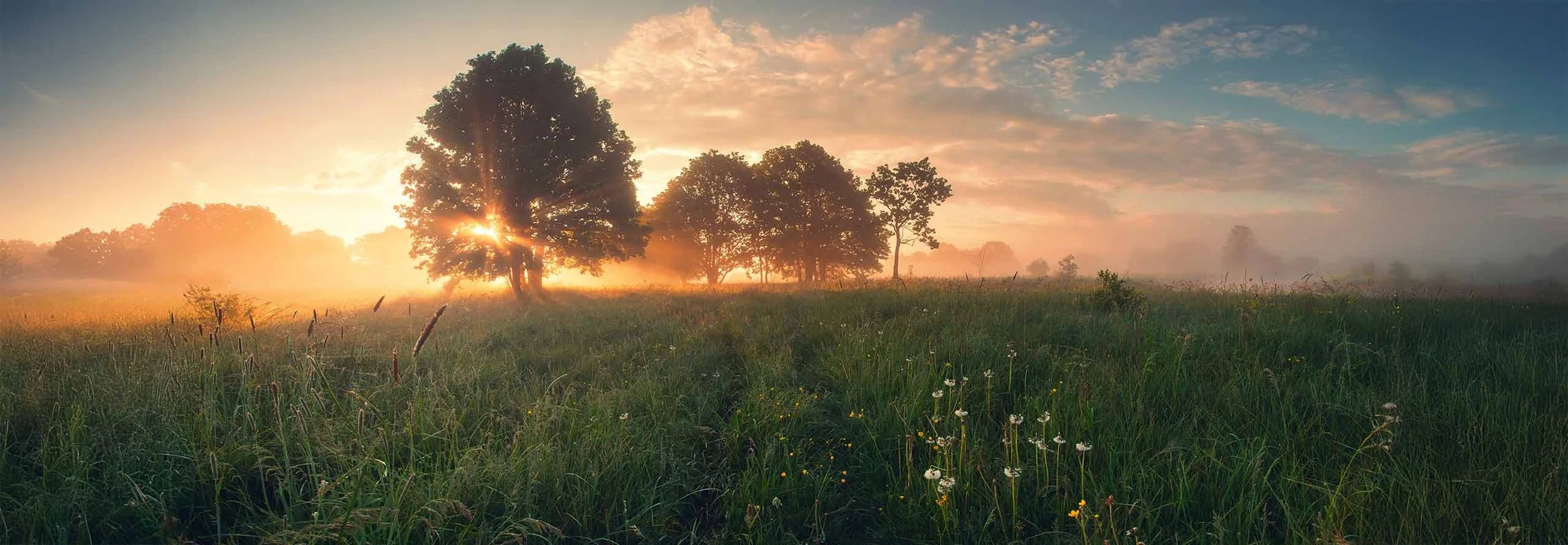 sun tree field of consciousness.jpg
