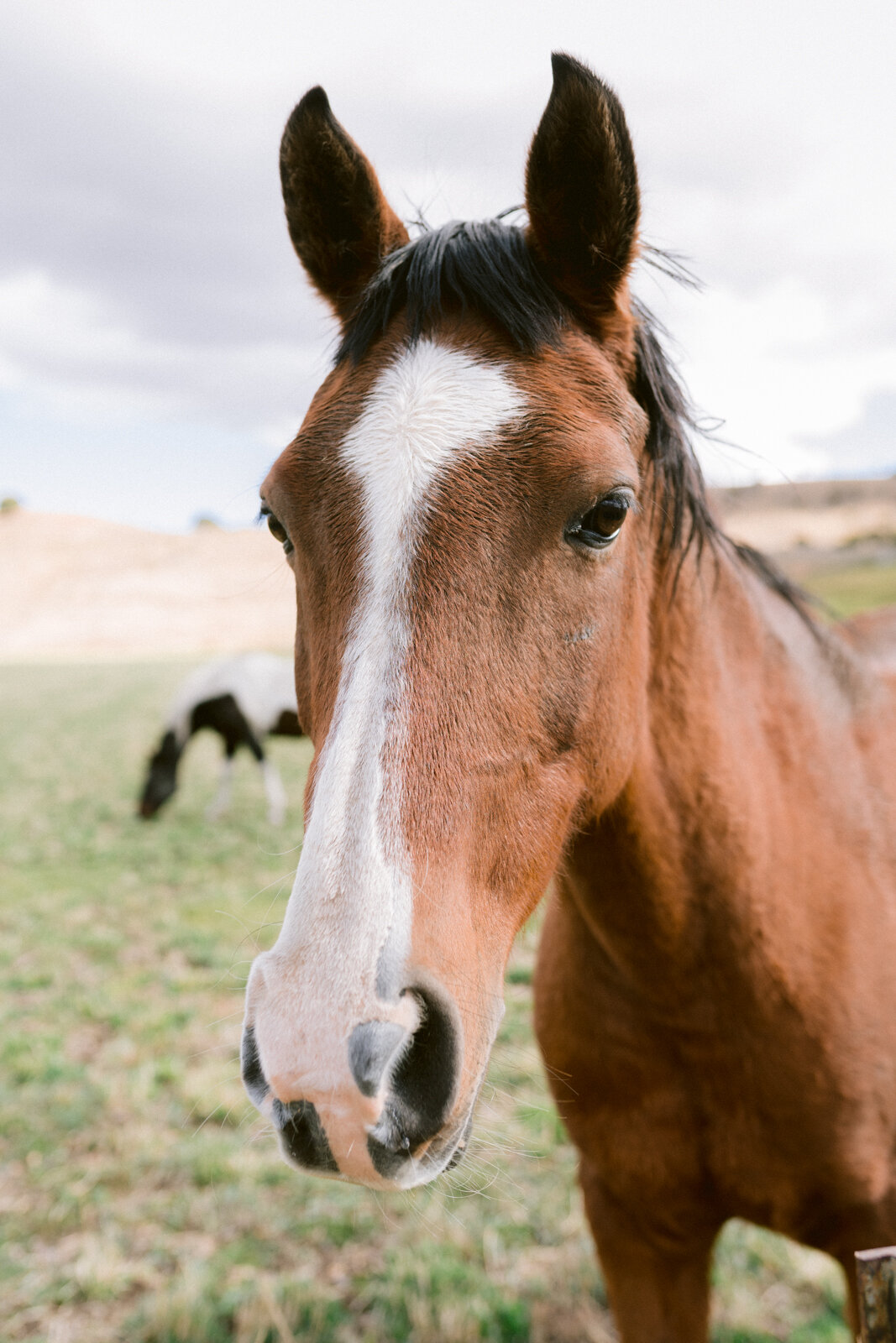 Life Stock Ranch-1.jpg