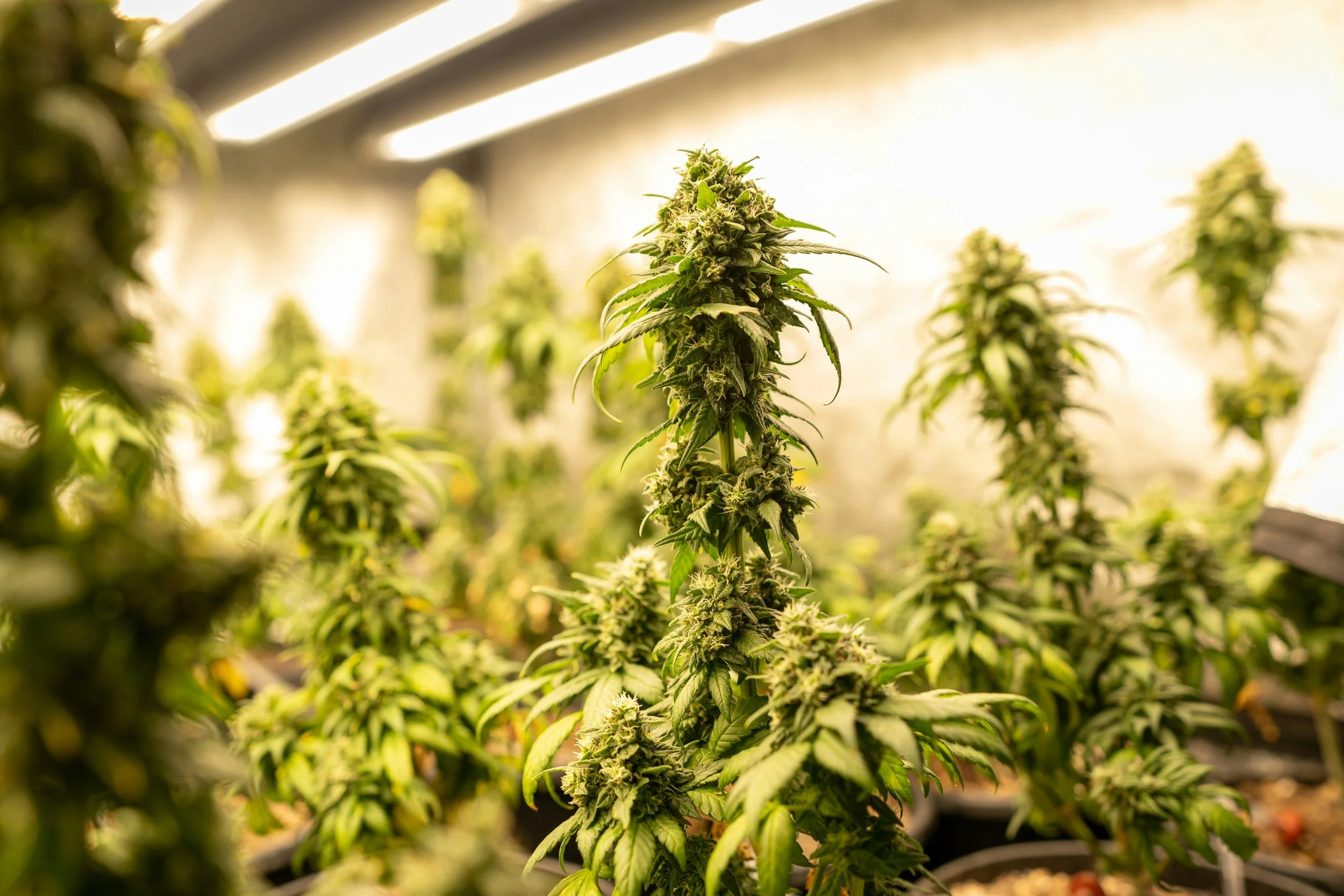 Cannabis Industry Update: April 8, 2026