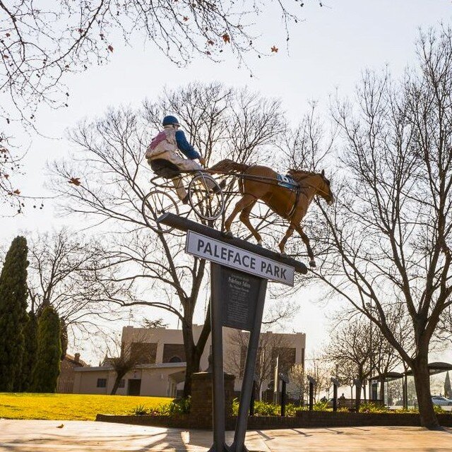 Known as the &lsquo;Temora Tornado&rsquo;, Paleface Adios was a dearly loved champion to many Australians. This statue watches over Temora's CBD in Paleface Park.

Visit Temora - The Friendly Shire

#visittemora
#Temora
#newsouthwales
#LoveNSW
#visit